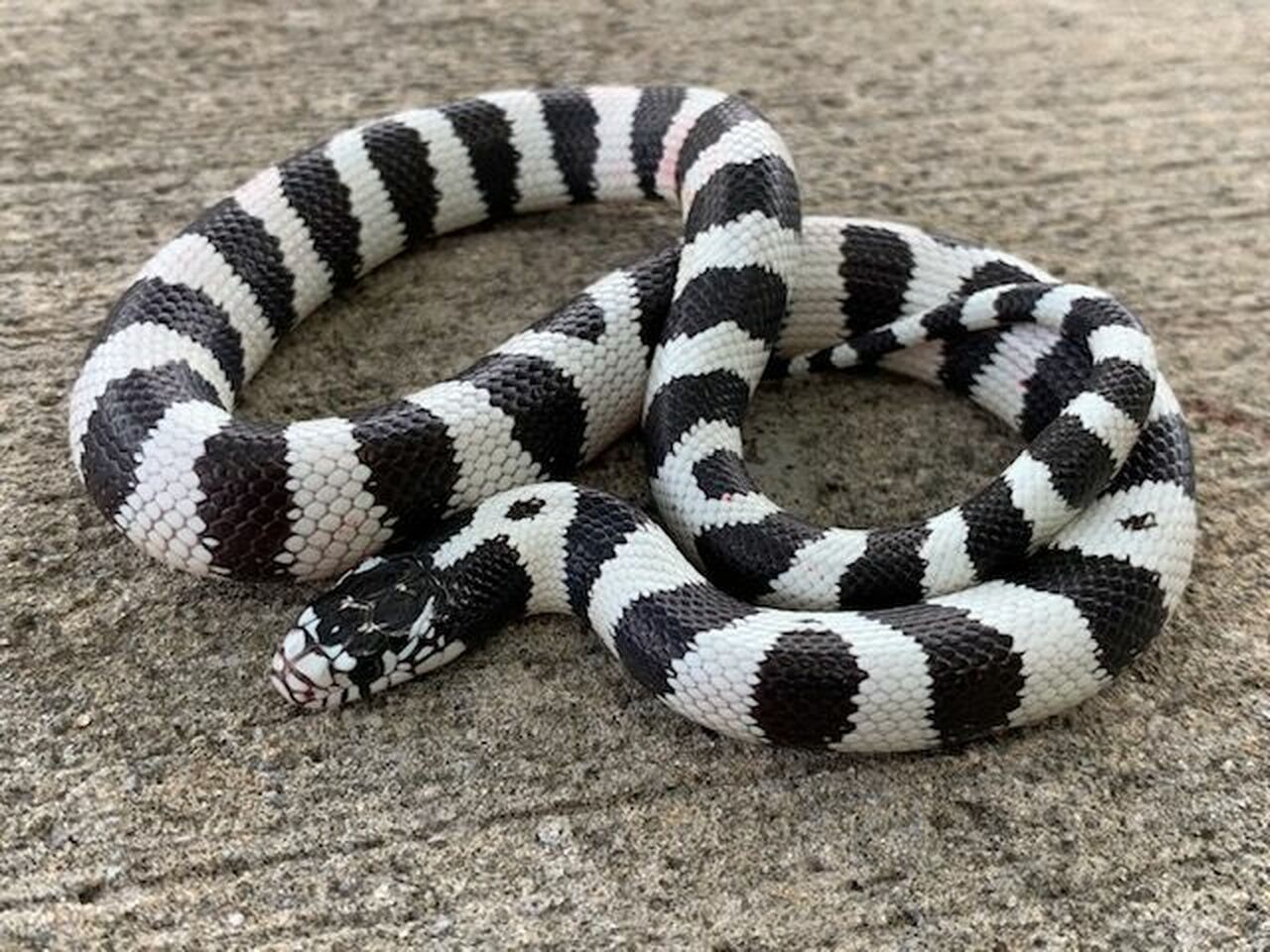 California King Snake For Sale,